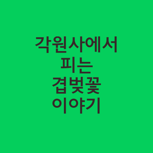 각원사에서 피는 겹벚꽃 이야기